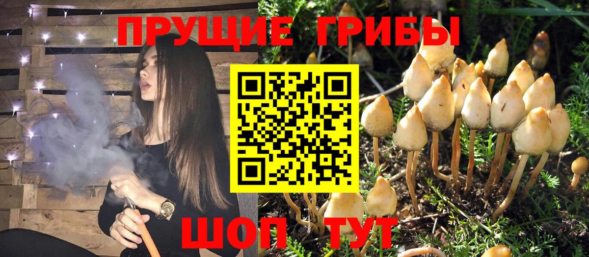 Псилоцибиновые грибы прущие грибы  Вход с VPN  Моздок 